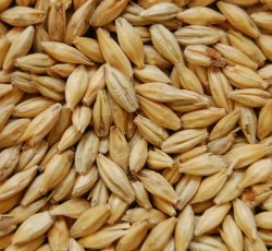 Dextrin MD