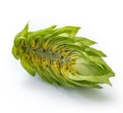 Extrato de L&uacute;pulo Magnum