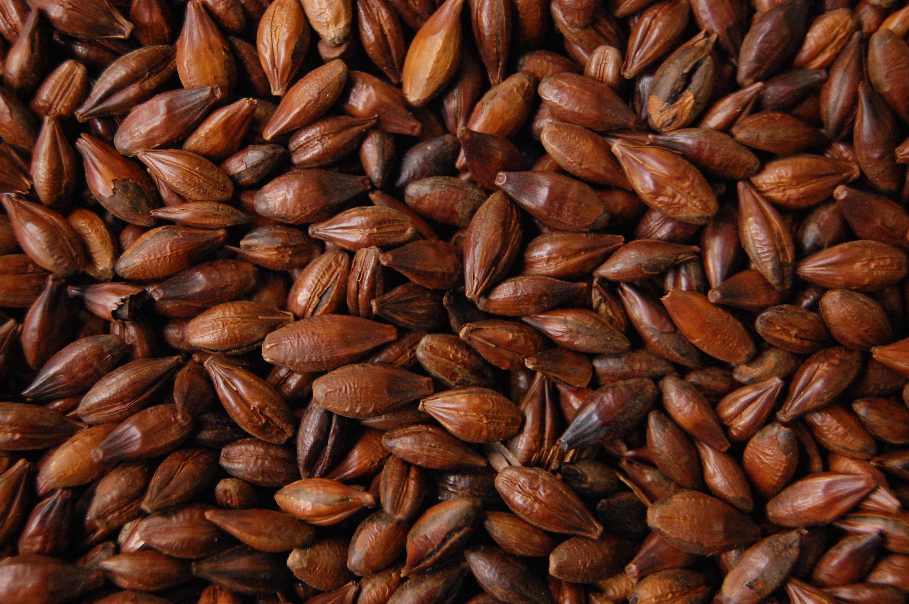 Carafa� Especial Tipo I