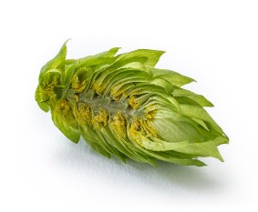 Extrato de L�pulo Magnum