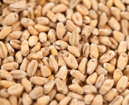 Malte de Trigo Claro